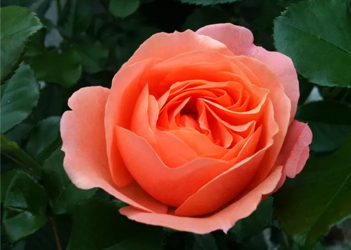 Rosa 'Coral Lions-Rose' -R- BT