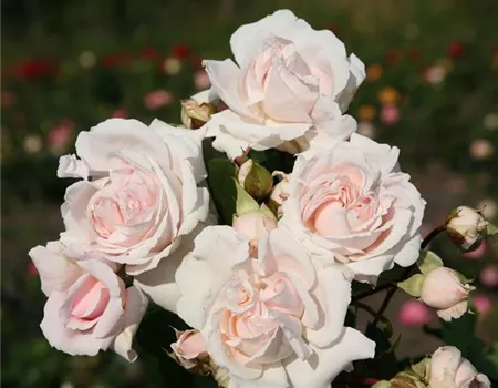 Rosa 'Constanze Mozart' -R- BT III