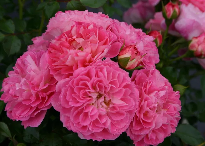 Rosa 'Charmant' -R- Z III