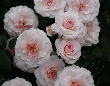 Rosa 'Bremer Stadtmusikanten' -R- STR V