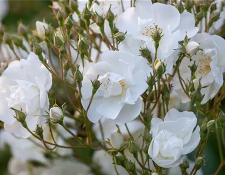 Rosa 'Bobby James' KL VI