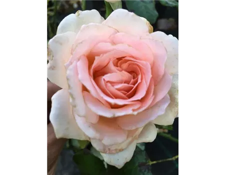 Rosa 'Chandos Beauty' -R- TH