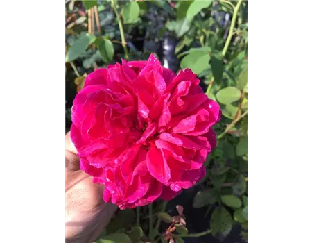 Rosa 'Thomas A. Becket' -R- STR