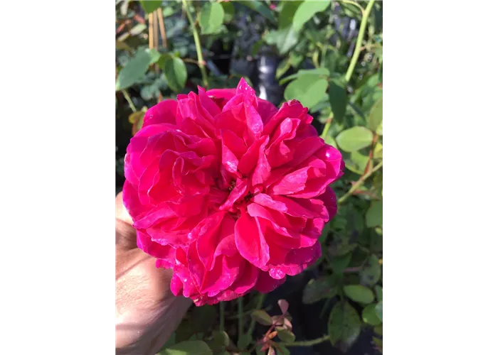 Rosa 'Thomas A. Becket' -R- STR
