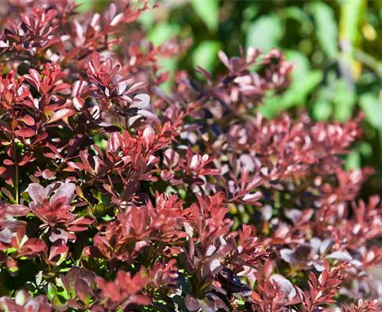 Das Multitalent Berberitze pflanzen und pflegen