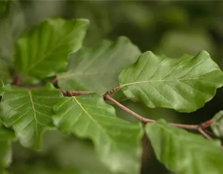 Fagus sylvatica