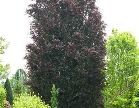 Fagus sylvatica purpurea