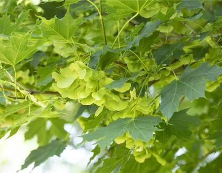 Acer platanoides