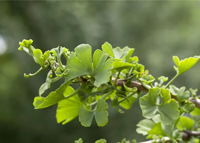 Ginkgo biloba 'Troll'
