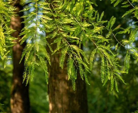 Die beliebtesten Nadelgehölze – Stars mit Nadeln im Garten