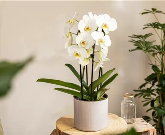 Orchideen kaufen und ihre Schönheit genießen