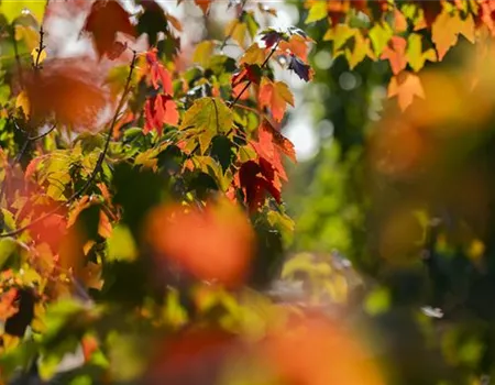 Acer rubrum 'Sun Valley'