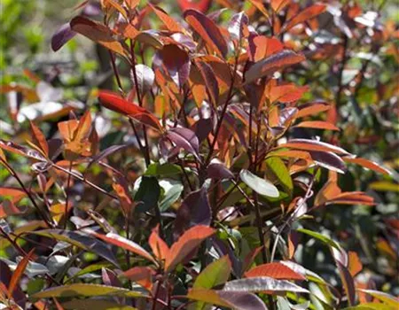 Photinia fraseri 'Red Robin'