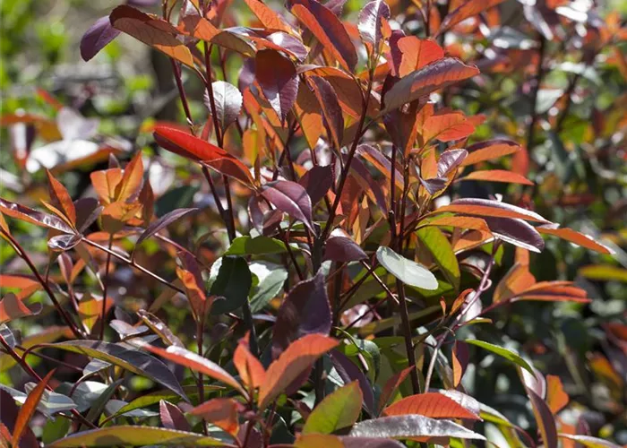 Photinia fraseri 'Chico'