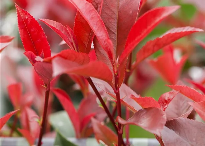 Photinia fraseri 'Devil's Dream'