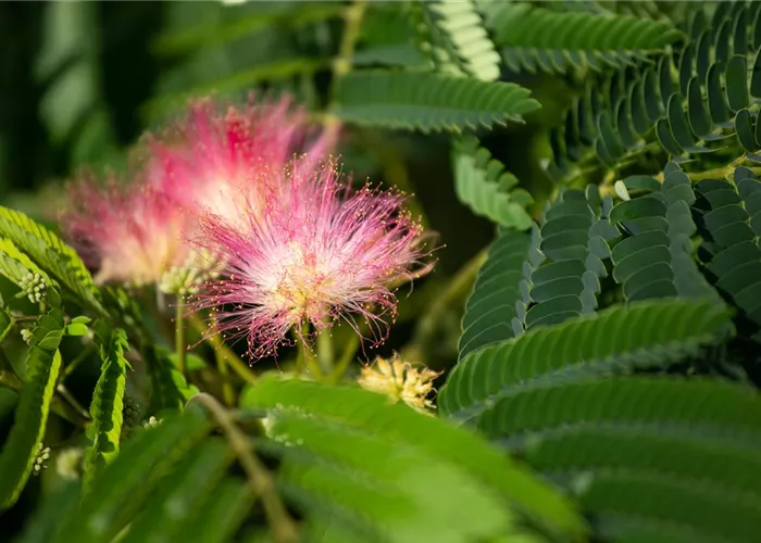 Albizia julibrissin 'Ombrella'