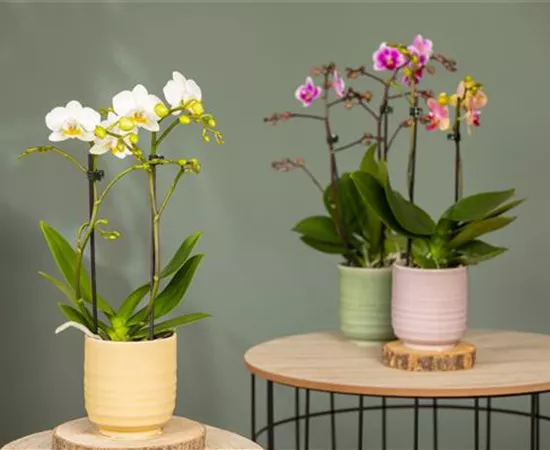 Orchideen pflanzen und Exotik genießen