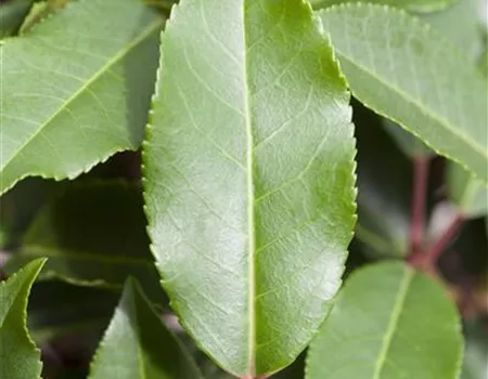 Prunus lusitanica 'Angustifolia'