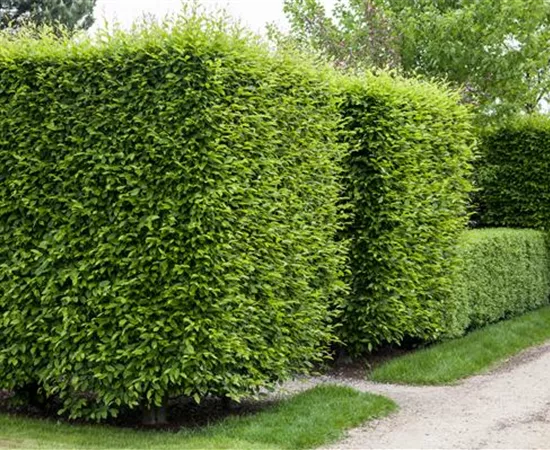Die Hainbuche als pflegeleichter Star im Garten