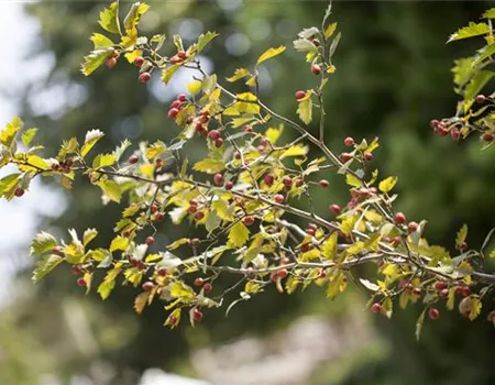 Crataegus monogyna