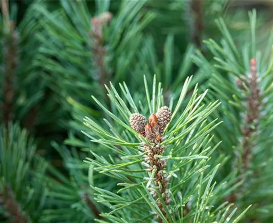 Die passenden Nadelgehölze für jeden Standort im Garten