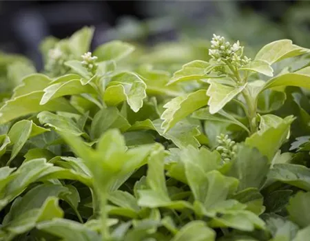 Pachysandra terminalis