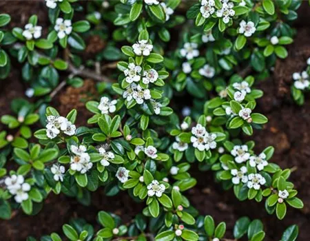 Cotoneaster dammeri radicans