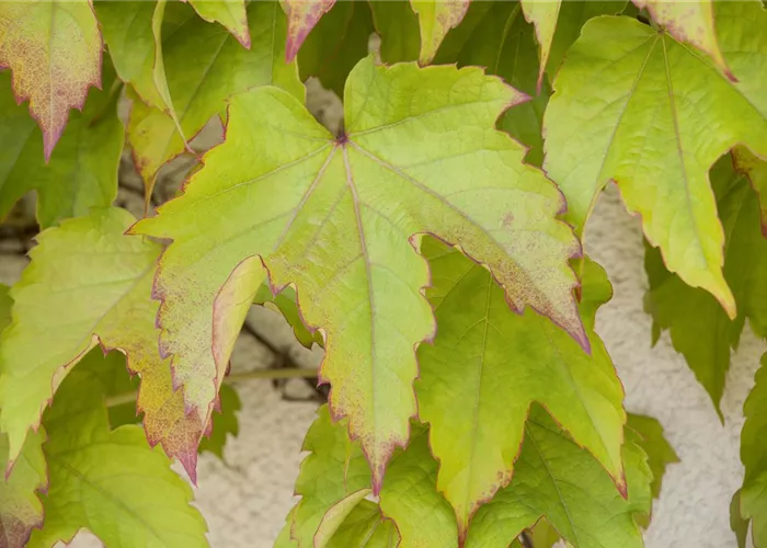 Parthenocissus tric.'Veitchii'