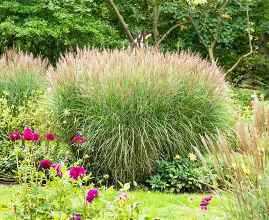 Die schönsten Begleitpflanzen für Gräser finden