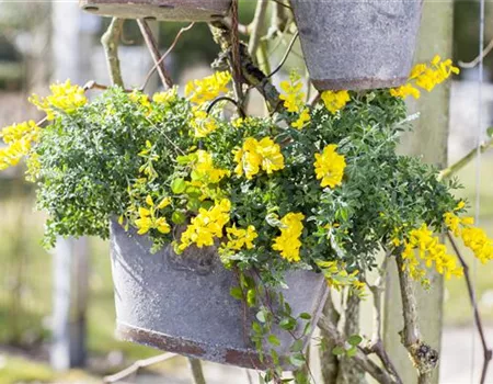 Cytisus decumbens