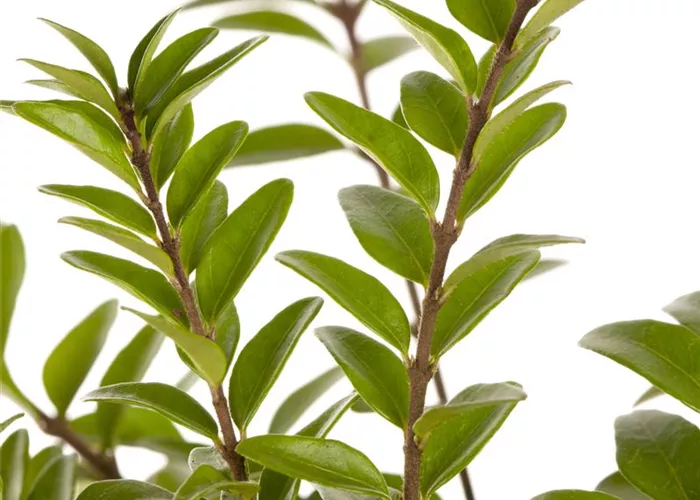Lonicera nitida 'Elegant'