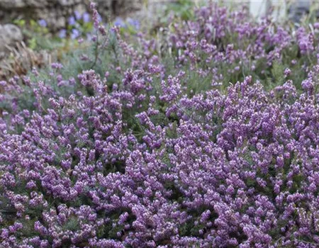 Erica carnea i.S.