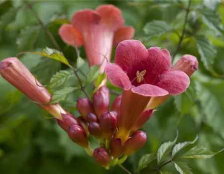 Campsis radicans 'Stromboli'