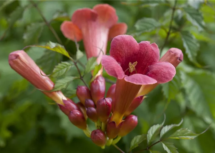 Campsis radicans 'Stromboli'