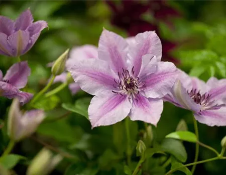 Clematis 'Nelly Moser'