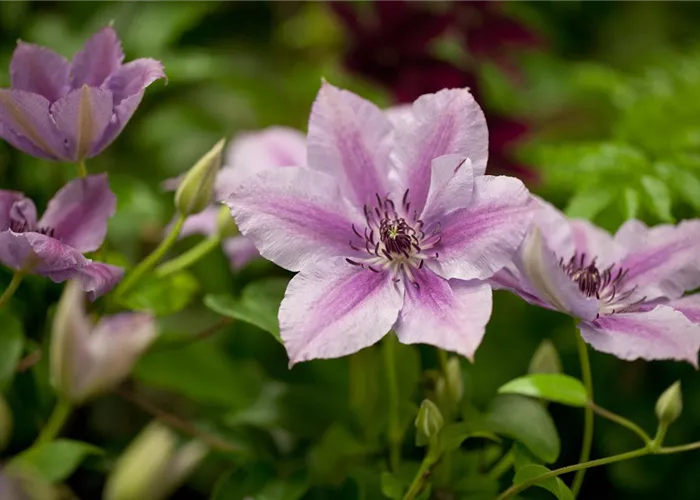 Clematis 'Nelly Moser'