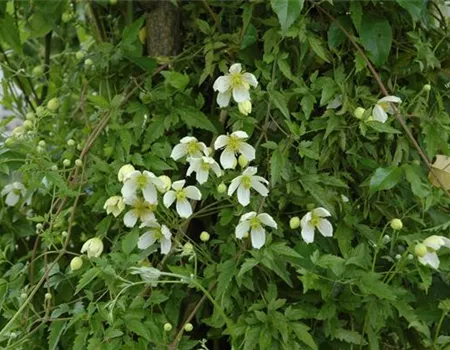 Clematis montana 'Superba'