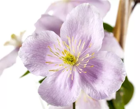 Clematis montana 'Rubens'