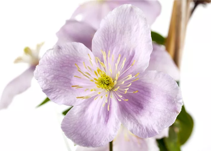 Clematis montana 'Rubens'