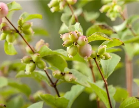 Symphoricarpos chenaultii 'Hancock'