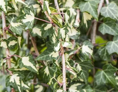 Hedera helix 'Goldheart'