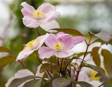 Clematis montana 'Tetrarose'