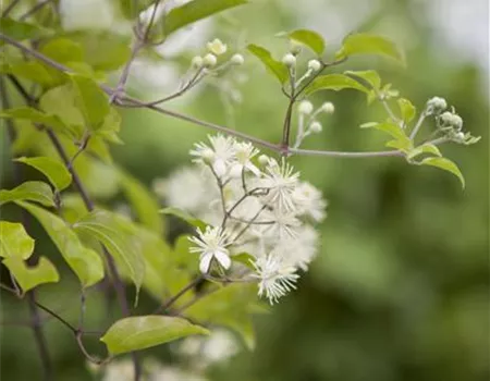 Clematis vitalba