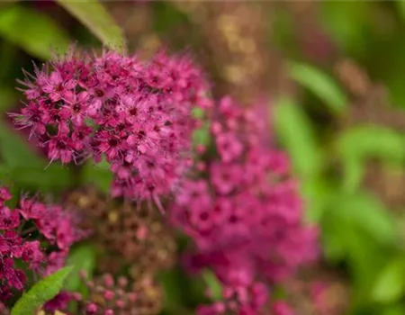 Spiraea bumalda 'Anthony Waterer'