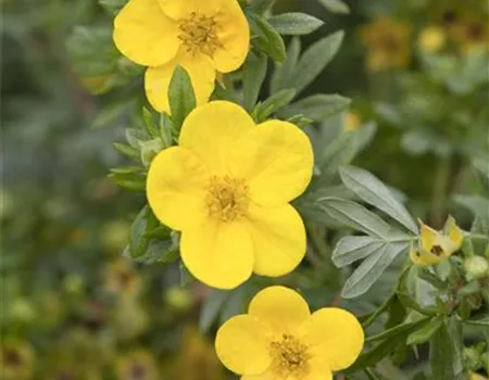 Potentilla 'Kobold'