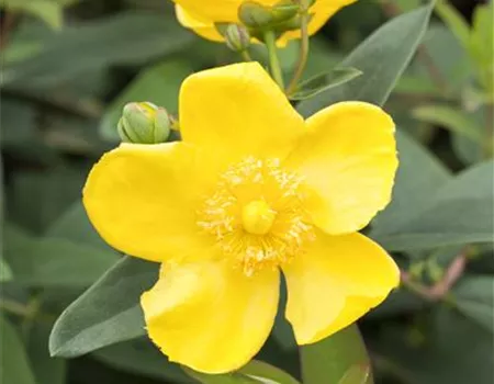 Hypericum 'Hidcote'