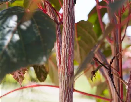 Acer conspicuum 'Red Flamingo'