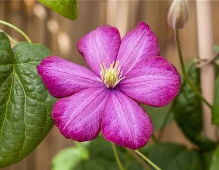 Clematis 'Ville de Lyon'