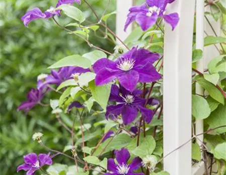 Clematis 'Warszawska Nike'
