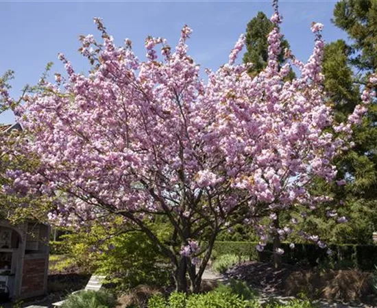 Eine Zierkirsche als fernöstliches Highlight im eigenen Garten